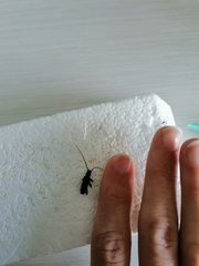 Callidiopis scutellaris