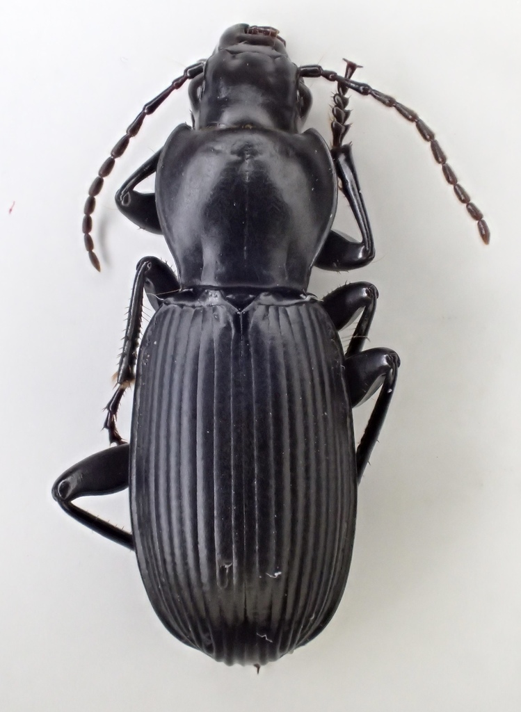 Pterostichus illustris