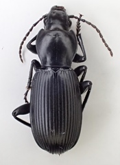 Pterostichus illustris
