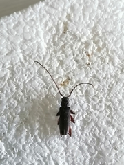 Callidiopis scutellaris