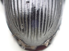 Pterostichus illustris