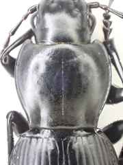 Pterostichus illustris