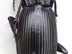 Pterostichus illustris