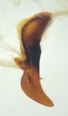 Pterostichus illustris