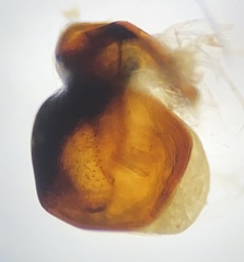 Pterostichus illustris