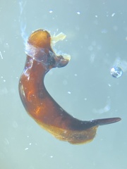 Pterostichus illustris