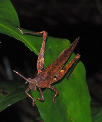 Desmoptera truncatipennis