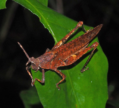 Desmoptera truncatipennis