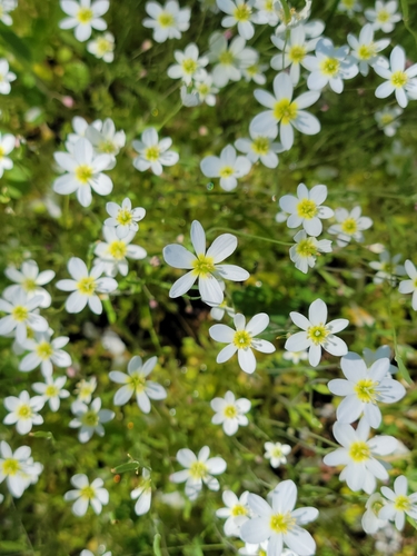 Image of Meconella californica by no rights reserved
