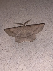 Euchlaena marginaria