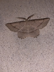 Euchlaena marginaria