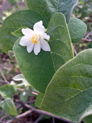 Styrax jaliscanus