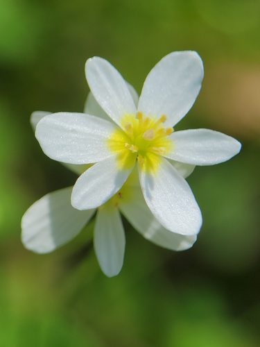 Image of Meconella californica by no rights reserved