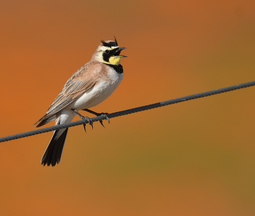 Horned Lark (Eremophila alpestris) · iNaturalist