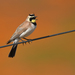 Horned Lark - Photo (c) Pat Farris, some rights reserved (CC BY), uploaded by Pat Farris
