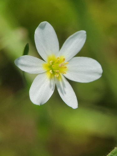 Image of Meconella californica by no rights reserved