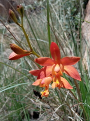 Bletia coccinea