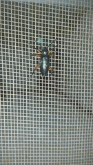 Strongylium erythrocephalum