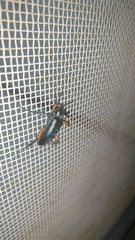 Strongylium erythrocephalum