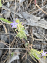 Gilia clivorum