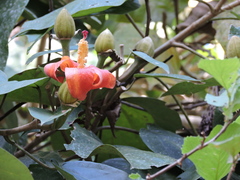 Hibiscus elatus