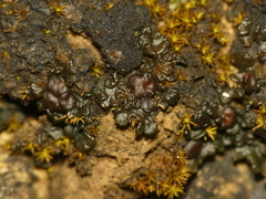 Enchylium coccophorum