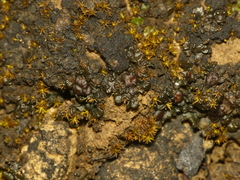 Enchylium coccophorum