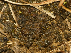 Enchylium coccophorum