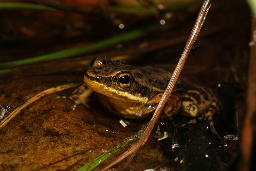 Otavio Tree Toad