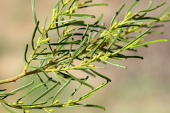 Acacia wilhelmiana