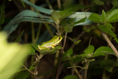 Zhangixalus prasinatus