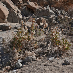 Ambrosia ilicifolia