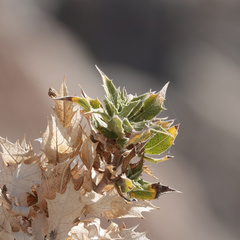 Ambrosia ilicifolia
