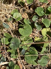 Dichondra donelliana
