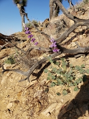 Lupinus arizonicus