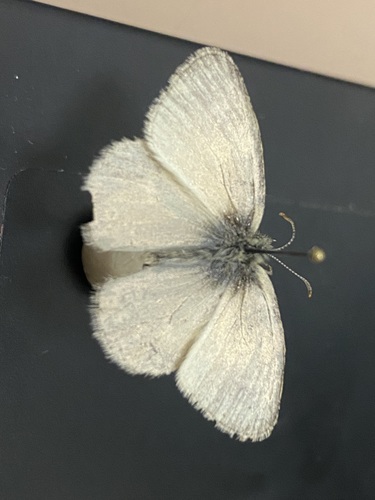 iNaturalist observation photo of Common Ringlet