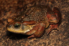 Rhinella rubescens