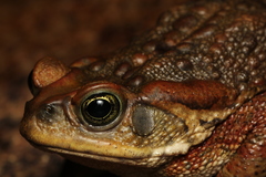 Rhinella rubescens