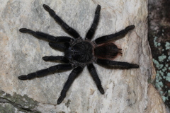 Pterinopelma sazimai