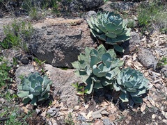 Agave guadalajarana