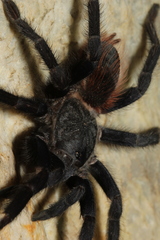 Pterinopelma sazimai