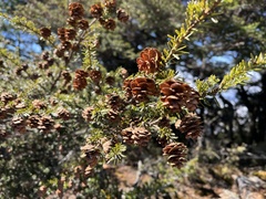 Tsuga chinensis
