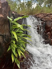 Epipremnum amplissimum