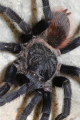 Pterinopelma sazimai