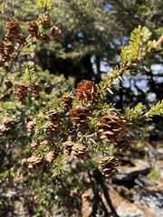Tsuga chinensis