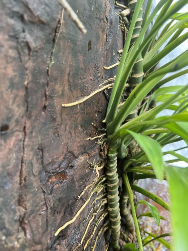 Epipremnum amplissimum