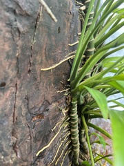 Epipremnum amplissimum