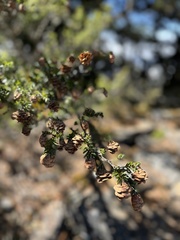 Tsuga chinensis