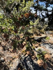 Tsuga chinensis