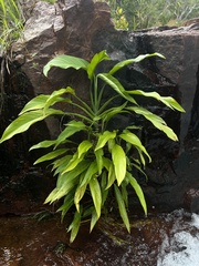 Epipremnum amplissimum